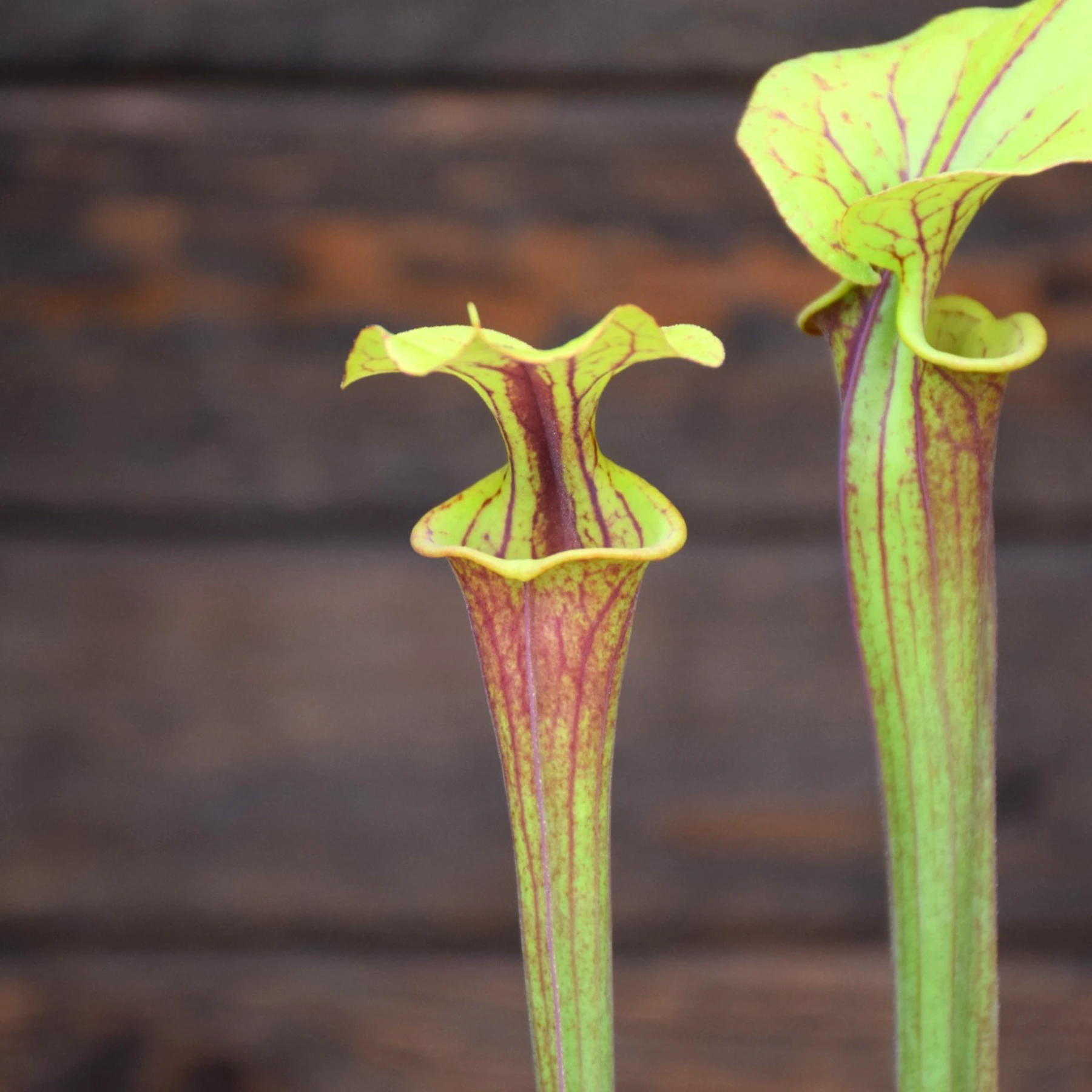 Sarracenia flava var. rubricorpora Red tube - F124 MK