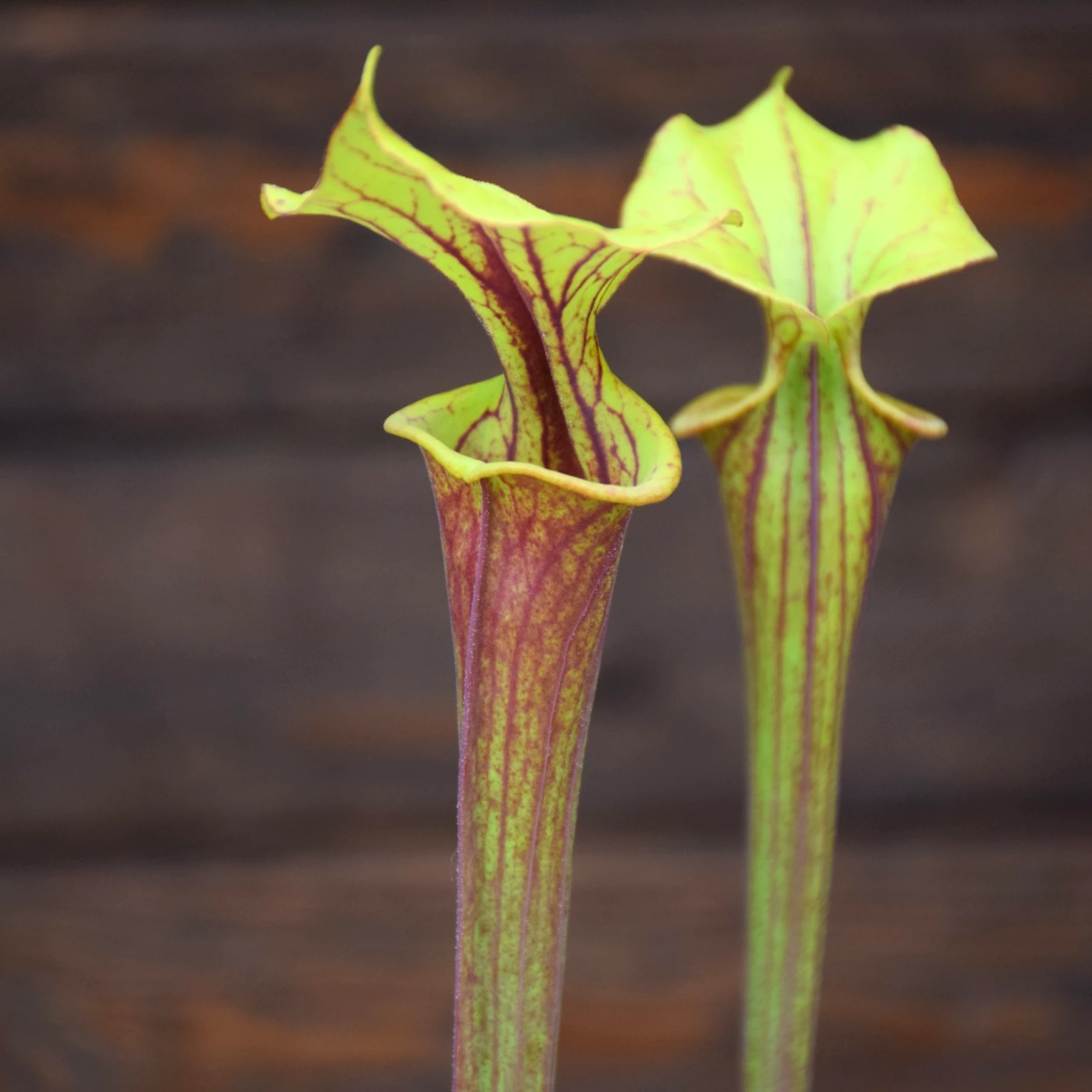Sarracenia flava var. rubricorpora Red tube - F124 MK
