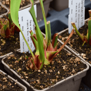 Sarracenia flava var. atropurpurea F130E M. Srba