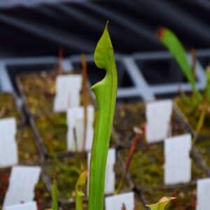 Sarracenia flava var. cuprea Exum North Carolina, - F131A MK