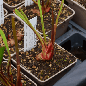 Sarracenia flava var. atropurpurea F131A M. Srba