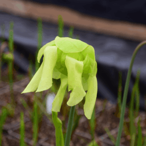 Sarracenia flava var. rugelii very large form - F140A MK