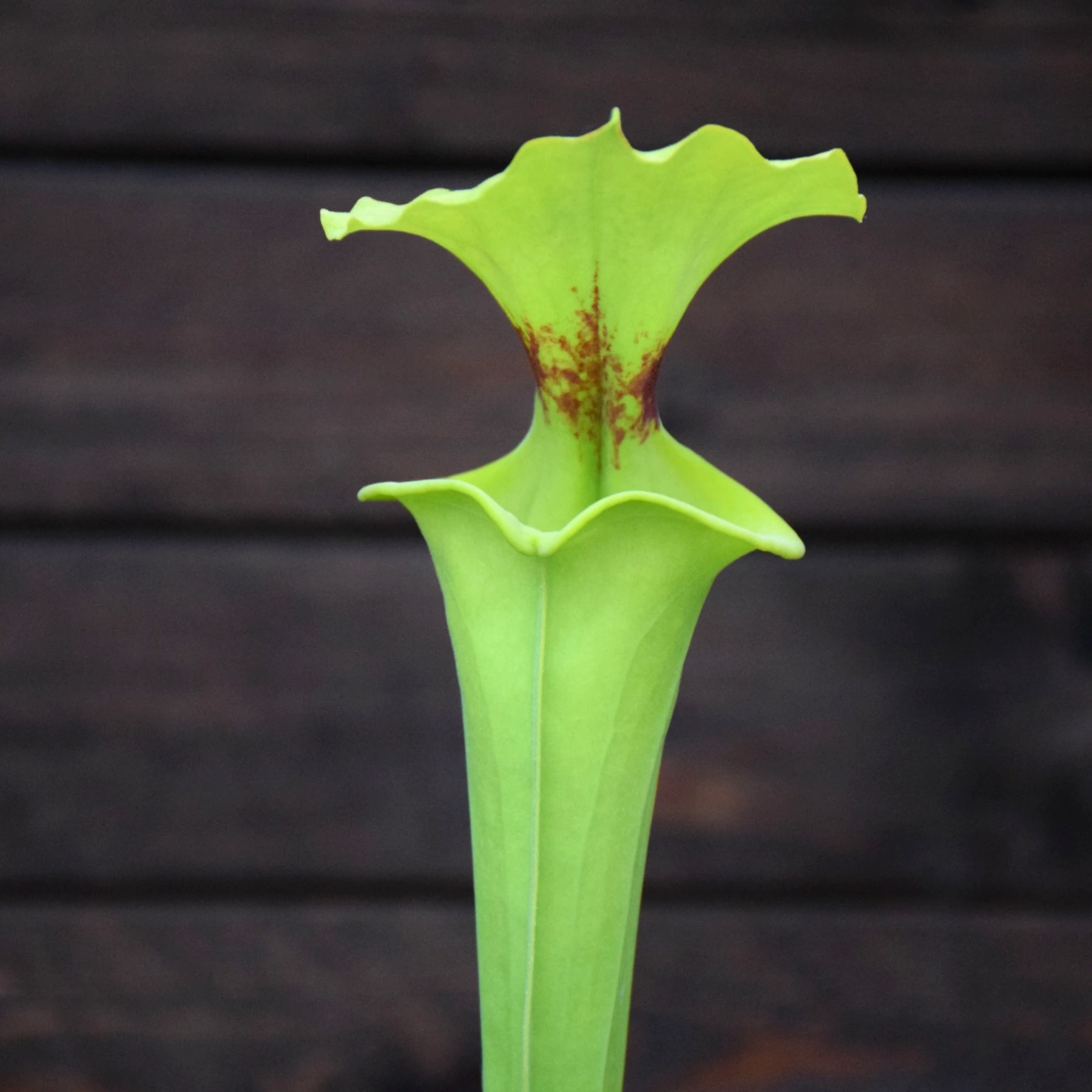 Sarracenia flava var. rugelii very large form - F140A MK