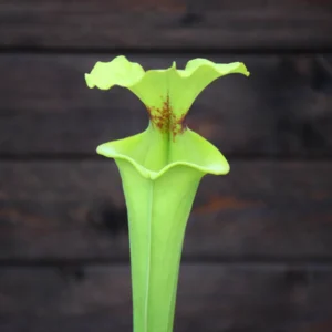 Sarracenia flava var. rugelii very large form - F140A MK