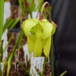 Sarracenia flava var. ornata Sandy creek road 2nd site FL (WS) - F176D MK