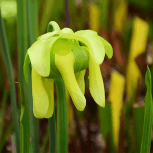 Sarracenia flava var. cuprea Green Swamp - F216 MK