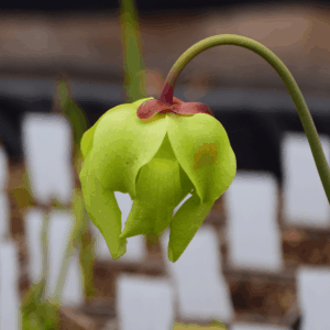 Sarracenia flava var. rubricorpora Giant red tube - Apalachicola, N. Forest - F22 MK