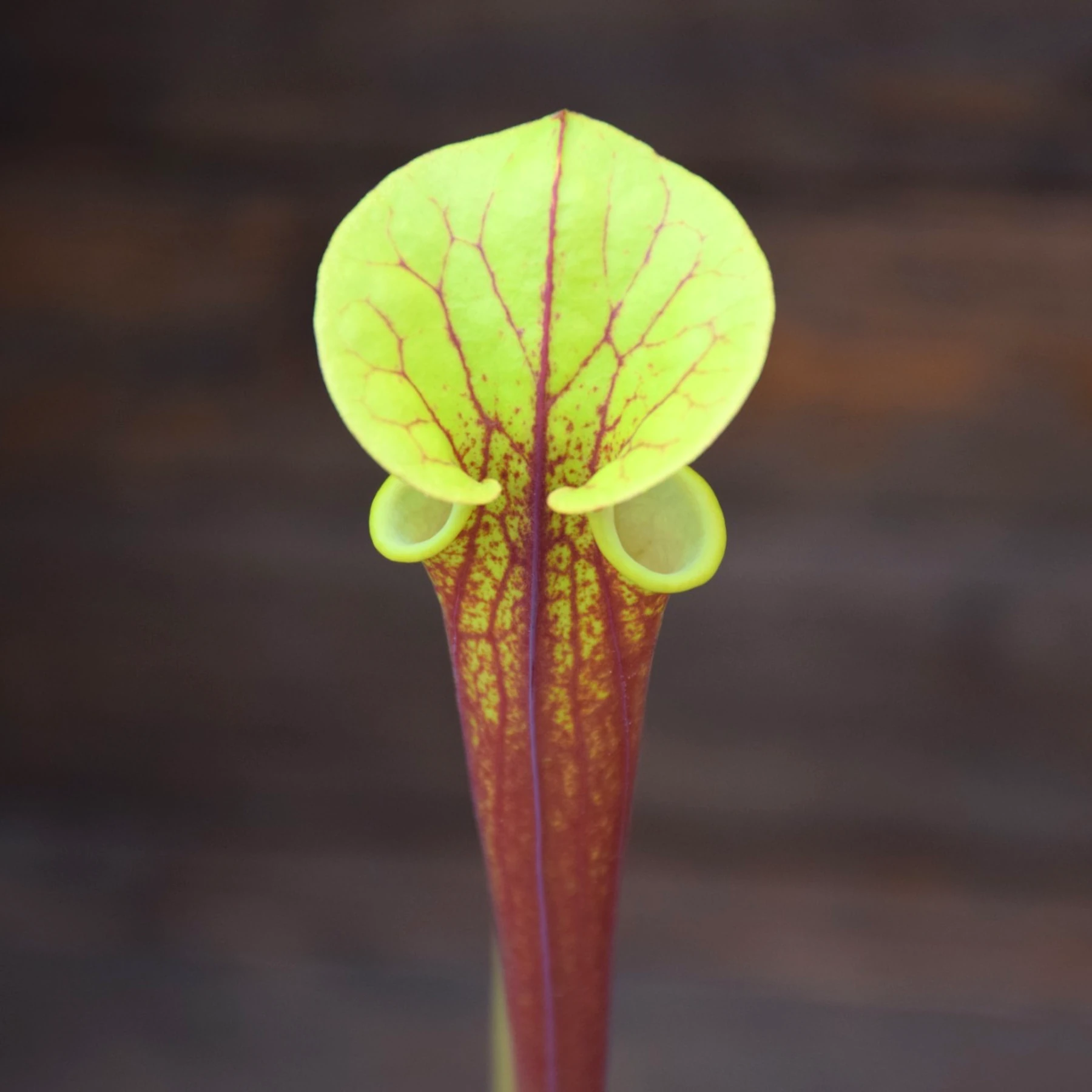 Sarracenia flava var. rubricorpora Giant red tube - Apalachicola, N. Forest - F22 MK