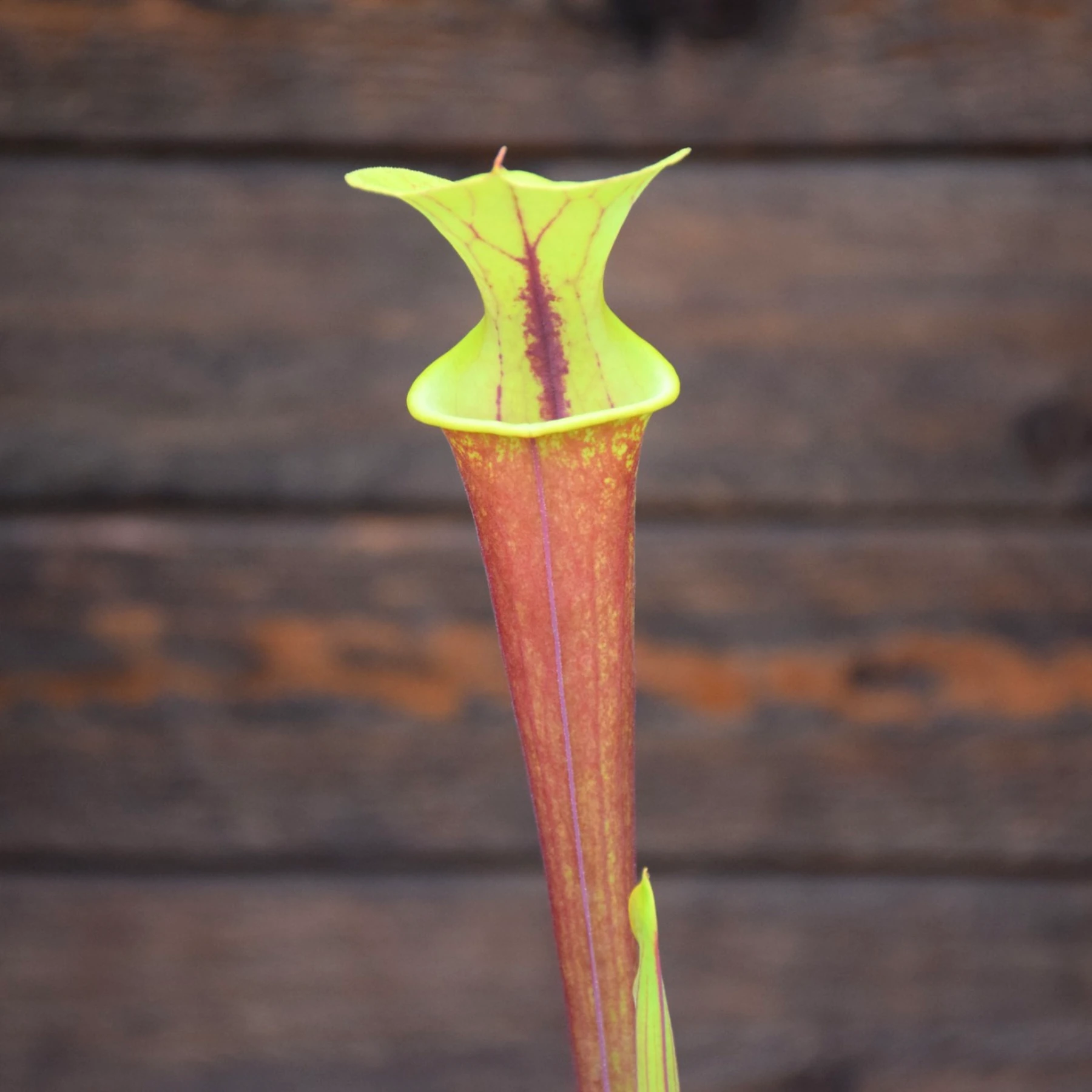 Sarracenia flava var. rubricorpora Giant red tube - Apalachicola, N. Forest - F22 MK