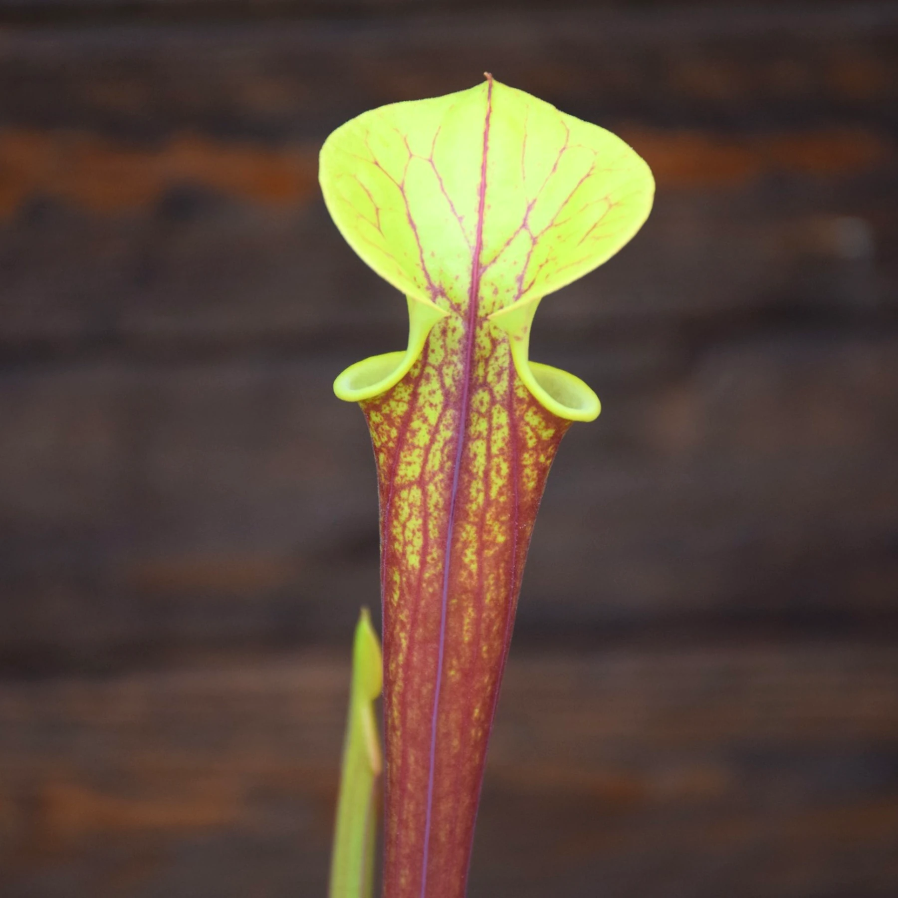 Sarracenia flava var. rubricorpora Giant red tube - Apalachicola, N. Forest - F22 MK
