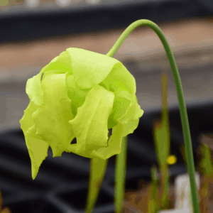 Sarracenia flava var. ornata Apalachicola National Forest, clone 3 (W) - F 220 MK