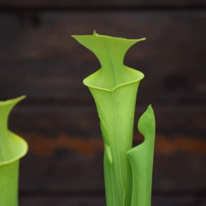 Sarracenia flava f. viridescens (AF) 'Suspicion' - F237 MK