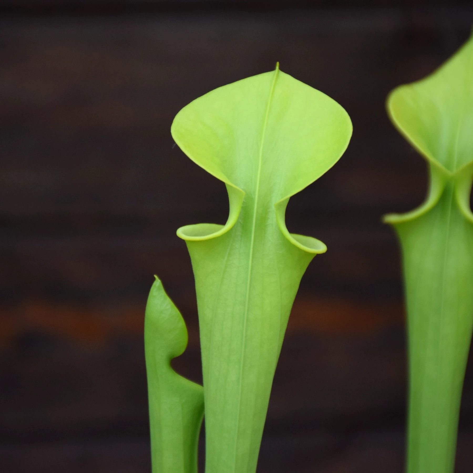 Sarracenia flava f. viridescens (AF) 'Suspicion' - F237 MK