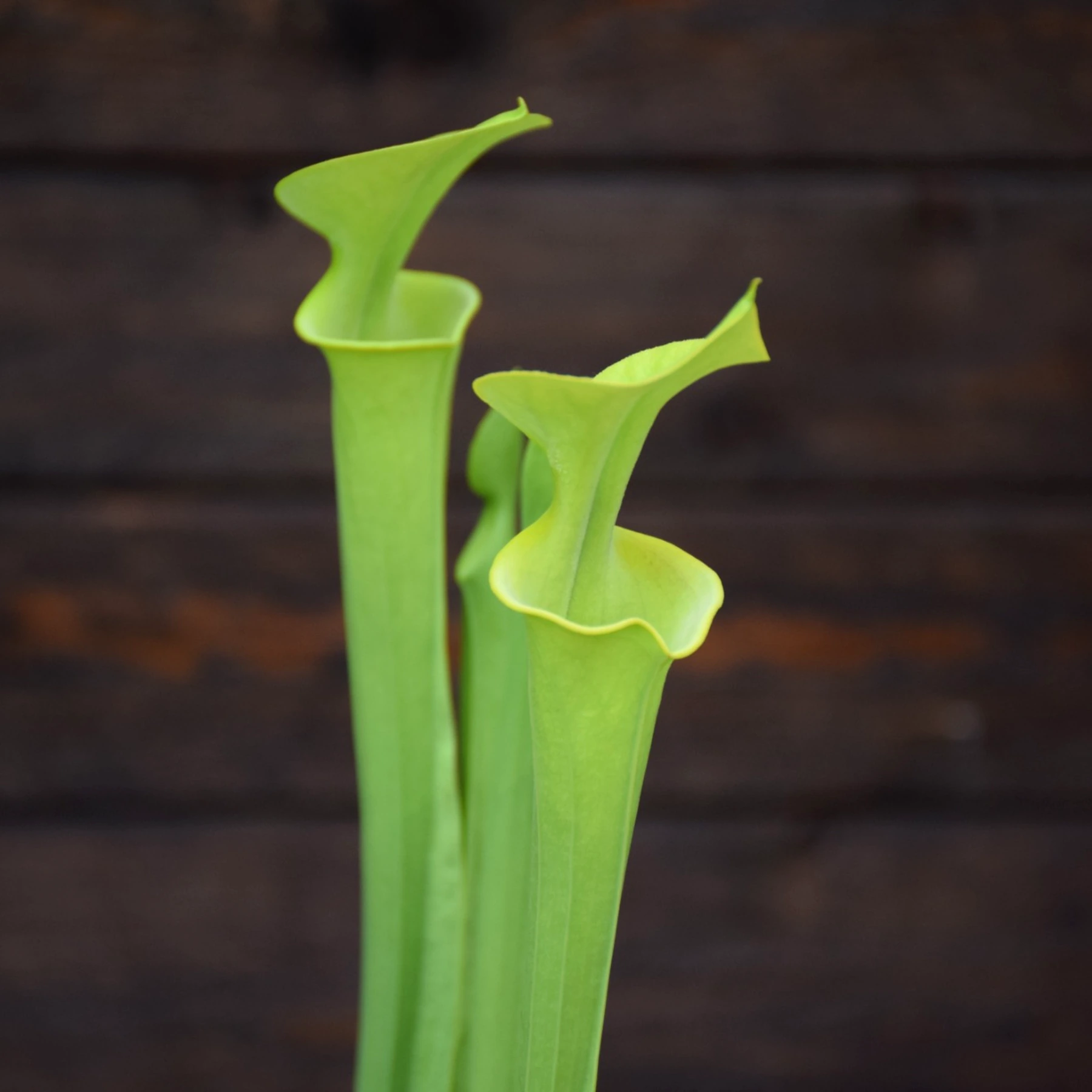 Sarracenia flava f. viridescens (AF) 'Suspicion' - F237 MK