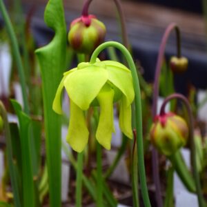 Sarracenia flava f. viridescens (AF) 'Suspicion' - F237 MK