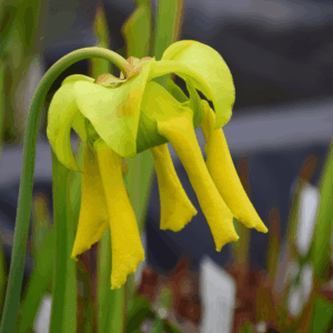 Sarracenia flava var. atropurpurea All red form blackwater river stage forest, FL - F27C MK