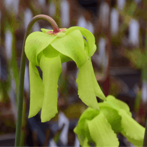 Sarracenia flava var. ornata heavy veined, red lid, Plants turn all red - F47 MK
