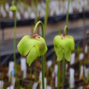 Sarracenia flava var. rugelii Milton, Florida, clone 6 (W) - F53 MK