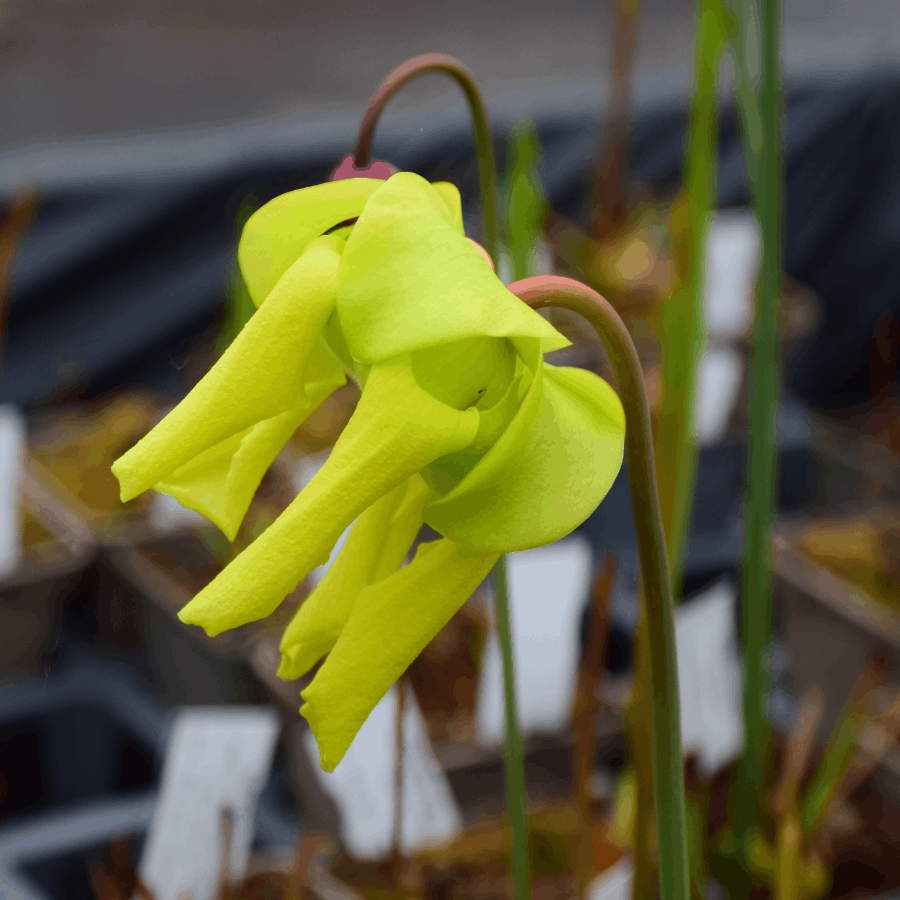 Sarracenia flava var. rubricorpora very broad venation on inside of lid, Marston Exotics - F55 MK