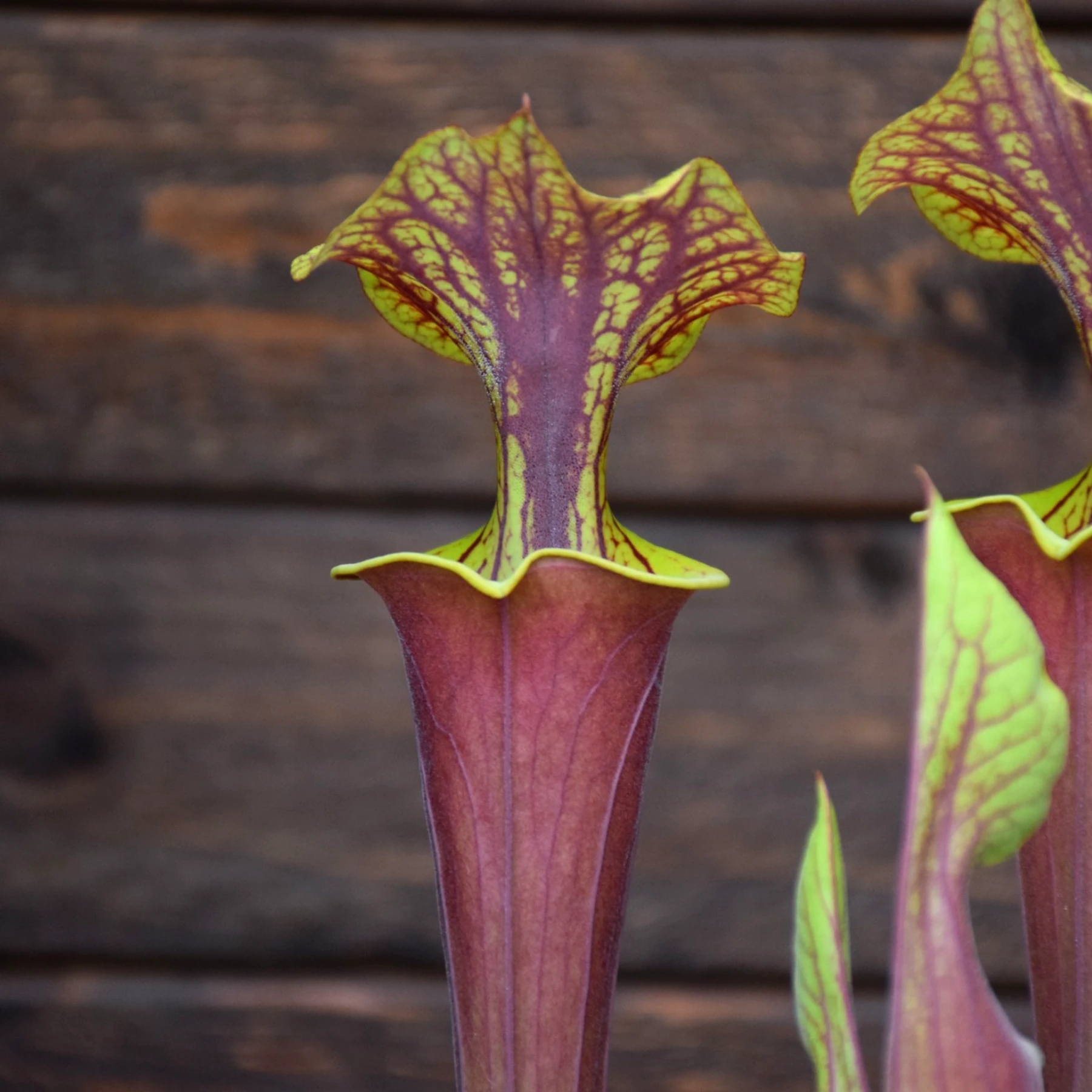 Sarracenia flava var. rubricorpora very broad venation on inside of lid, Marston Exotics - F55 MK