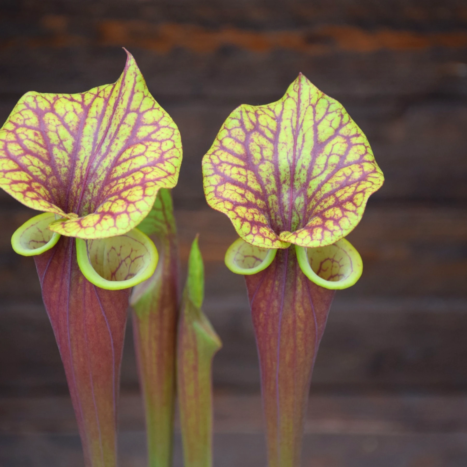 Sarracenia flava var. rubricorpora very broad venation on inside of lid, Marston Exotics - F55 MK
