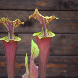 Sarracenia flava var. rubricorpora very broad venation on inside of lid, Marston Exotics - F55 MK
