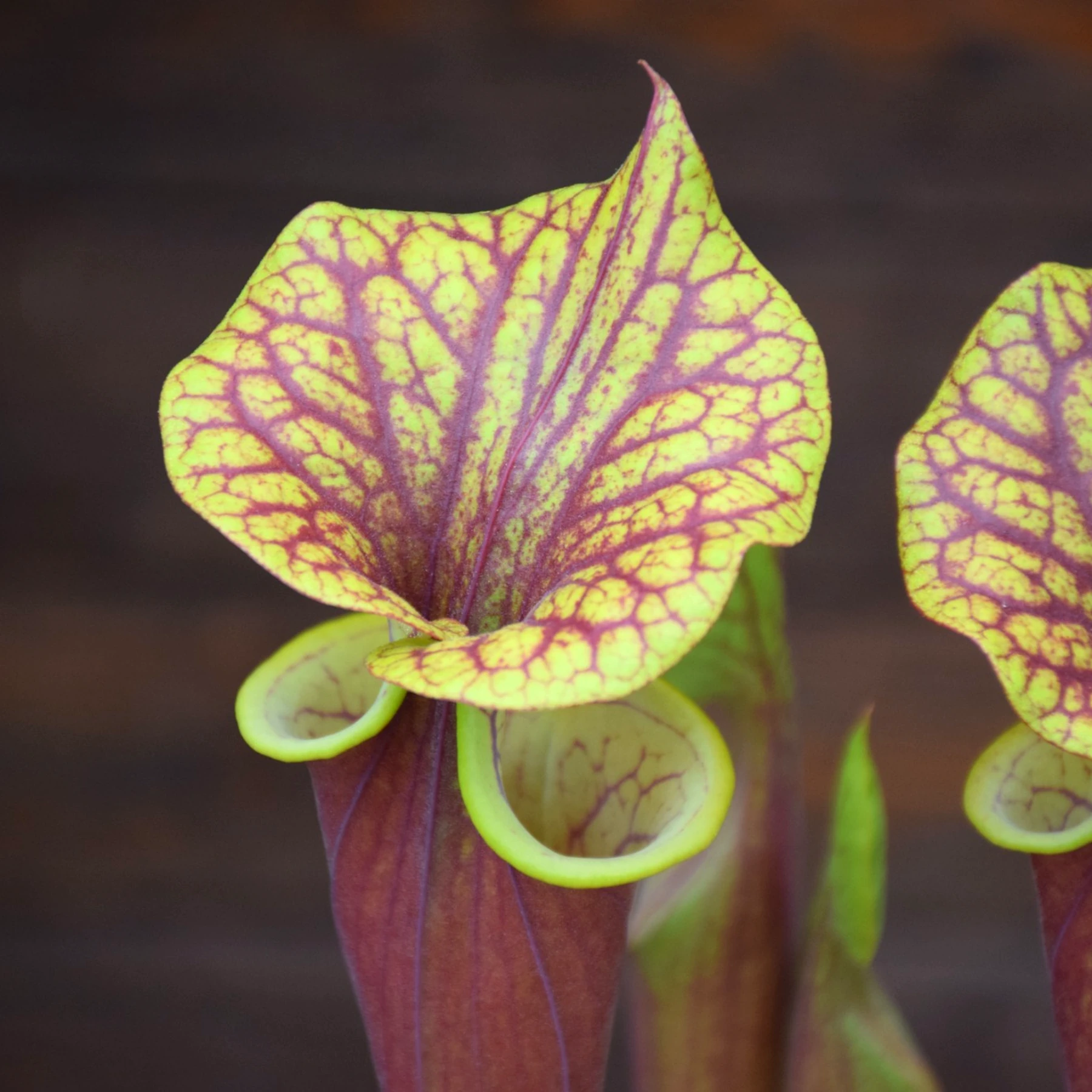 Sarracenia flava var. rubricorpora very broad venation on inside of lid, Marston Exotics - F55 MK