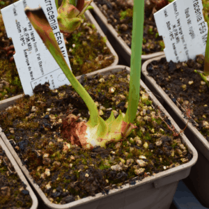 Sarracenia flava var. rugelii Milton, Florida, very large form, Pat Barnes, W - F59 MK