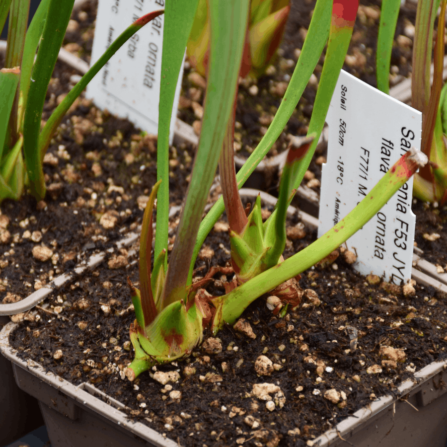 Sarracenia flava var. ornata F77/1 M. Srba