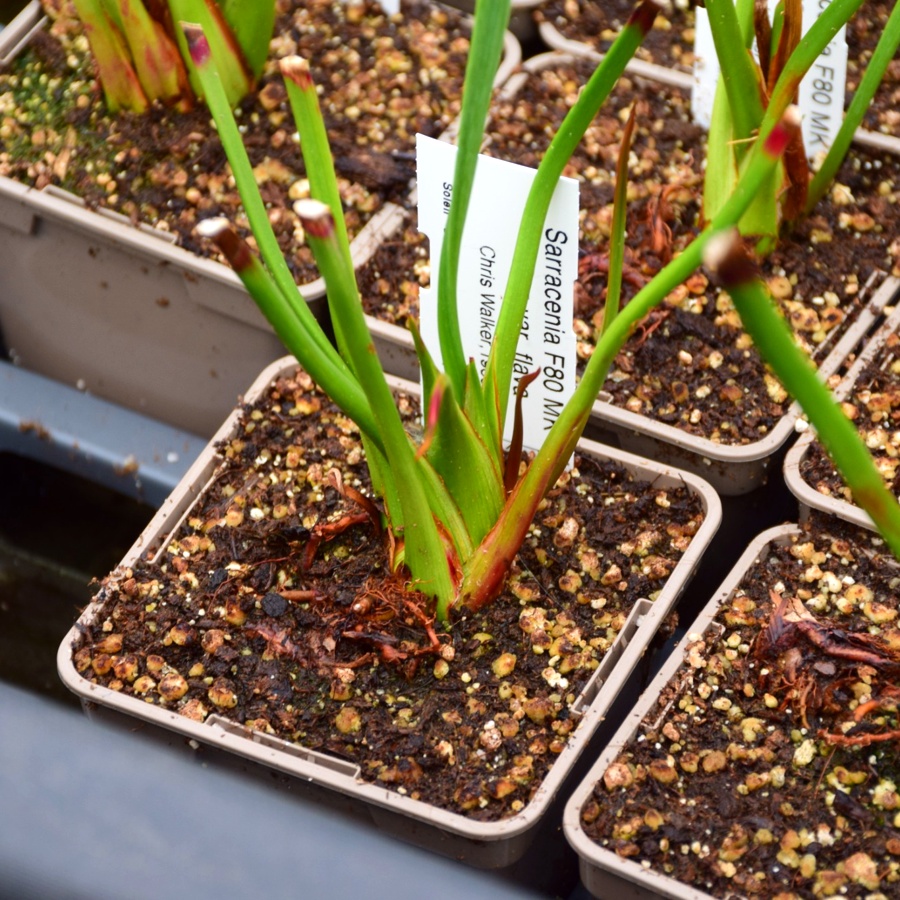 Sarracenia flava var. flava Chris Walker 1986 - F80 MK