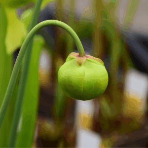 Sarracenia flava var. ornata Cooks carnivorous Plants, USA - F86 MK
