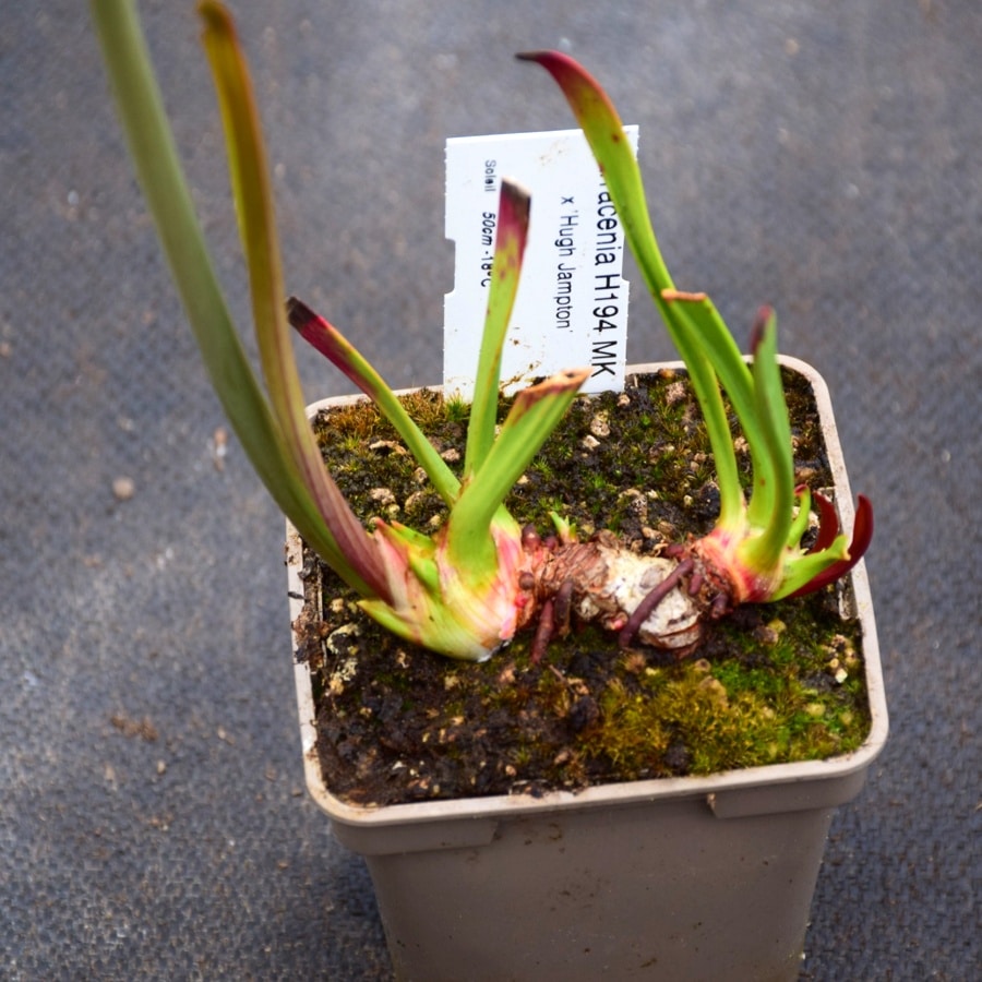 Sarracenia x ‘Hugh Jampton' - H194 MK
