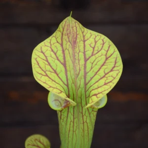 Sarracenia x ‘Hugh Jampton' - H194 MK