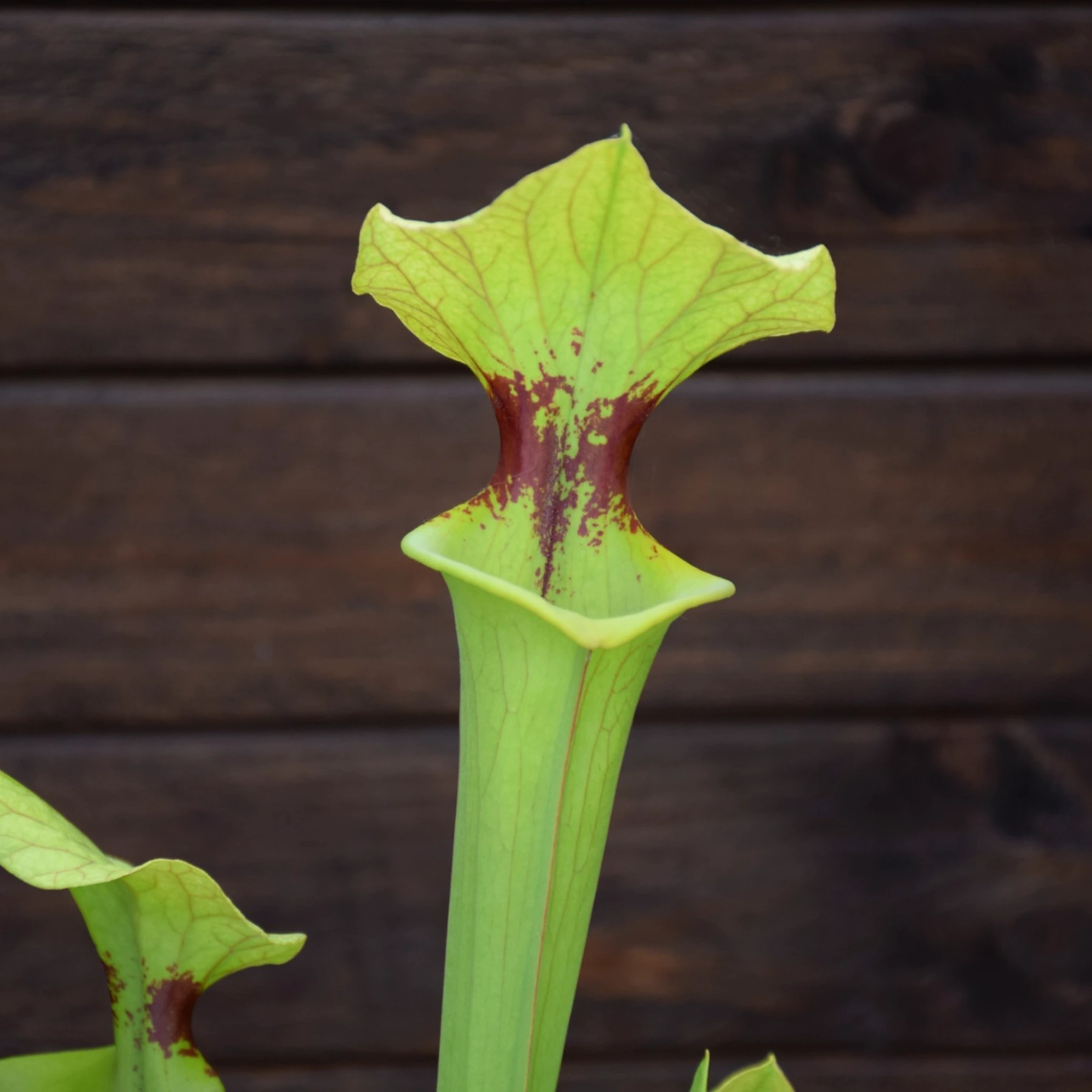 Sarracenia x moorei ‘Brooks Hybrid’ - H7 MK
