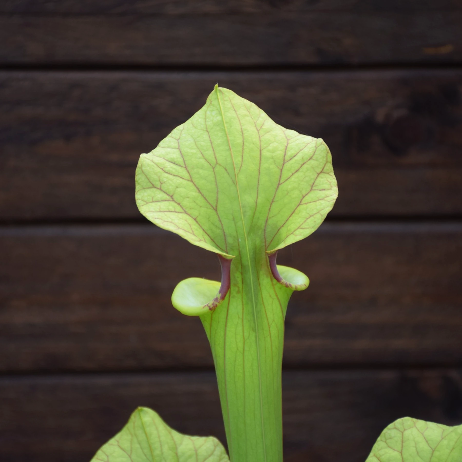 Sarracenia x moorei ‘Brooks Hybrid’ - H7 MK