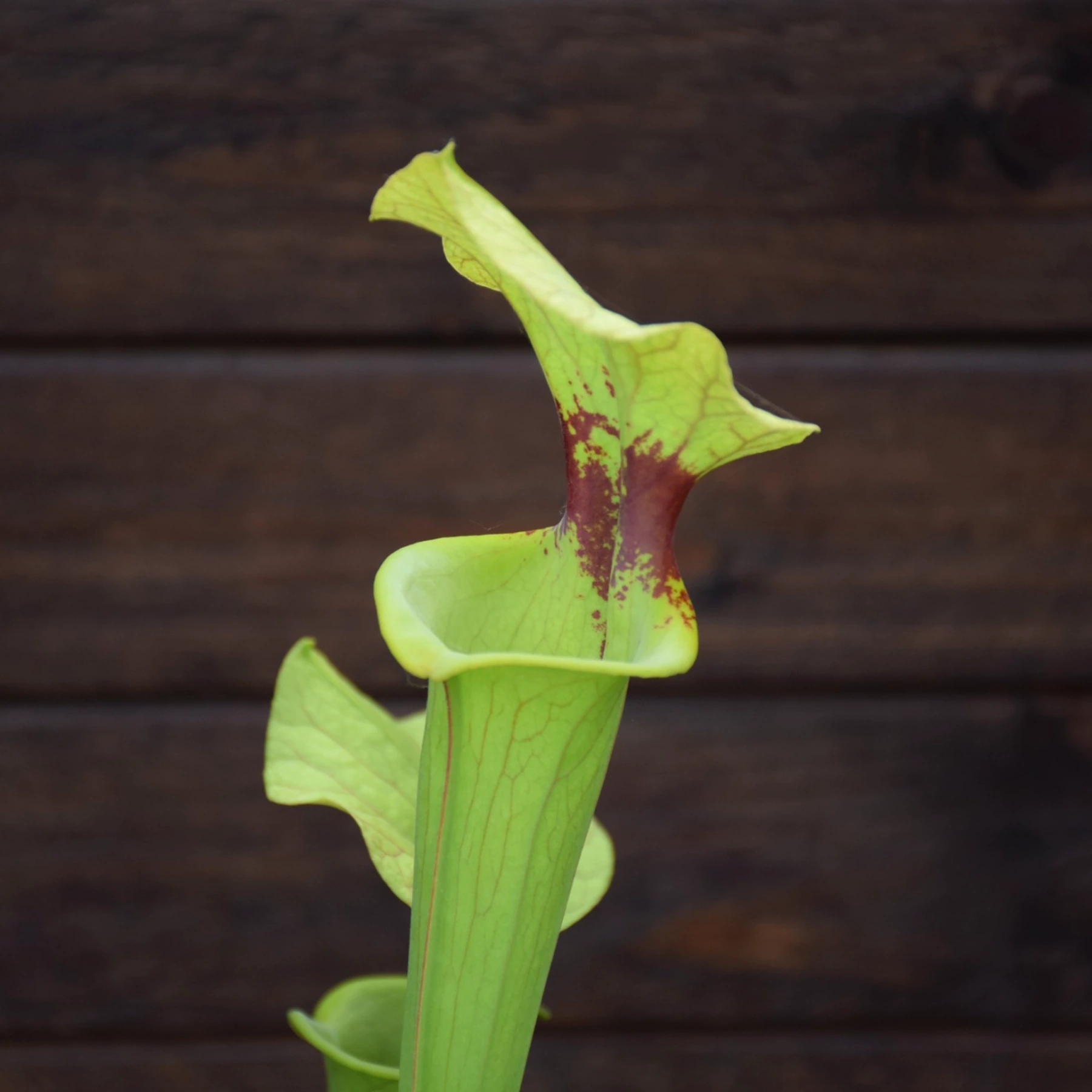 Sarracenia x moorei ‘Brooks Hybrid’ - H7 MK