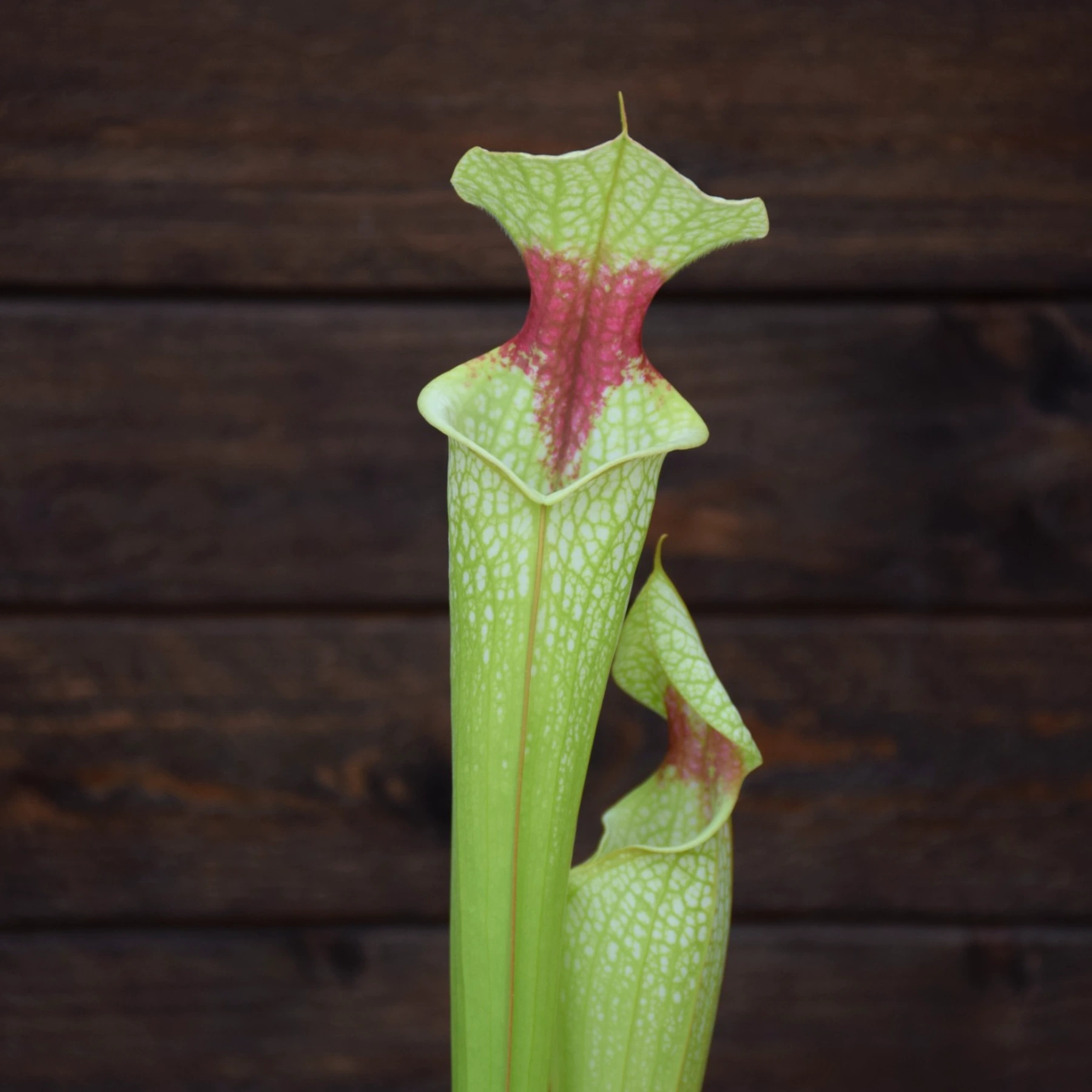 Sarracenia ‘Helen Mary’ x (Leah Wilkerson x ‘ADS’ CL D) Clone 2