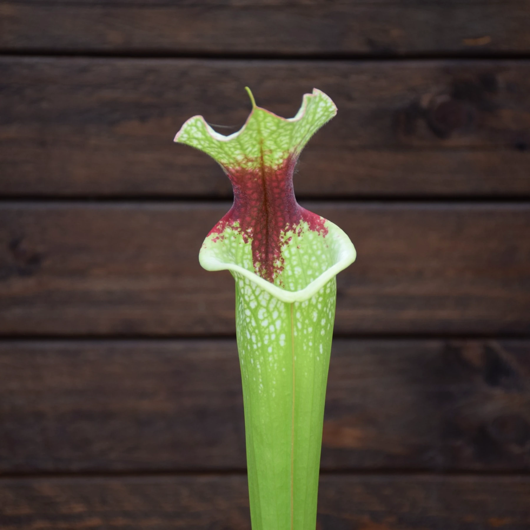 Sarracenia ‘Helen Mary’ x (Leah Wilkerson x ‘ADS’ CL D) Clone 2