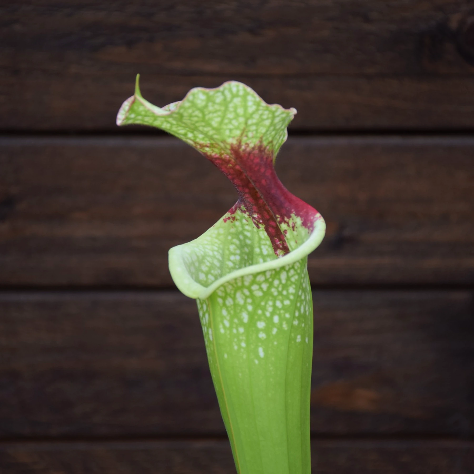 Sarracenia ‘Helen Mary’ x (Leah Wilkerson x ‘ADS’ CL D) Clone 2