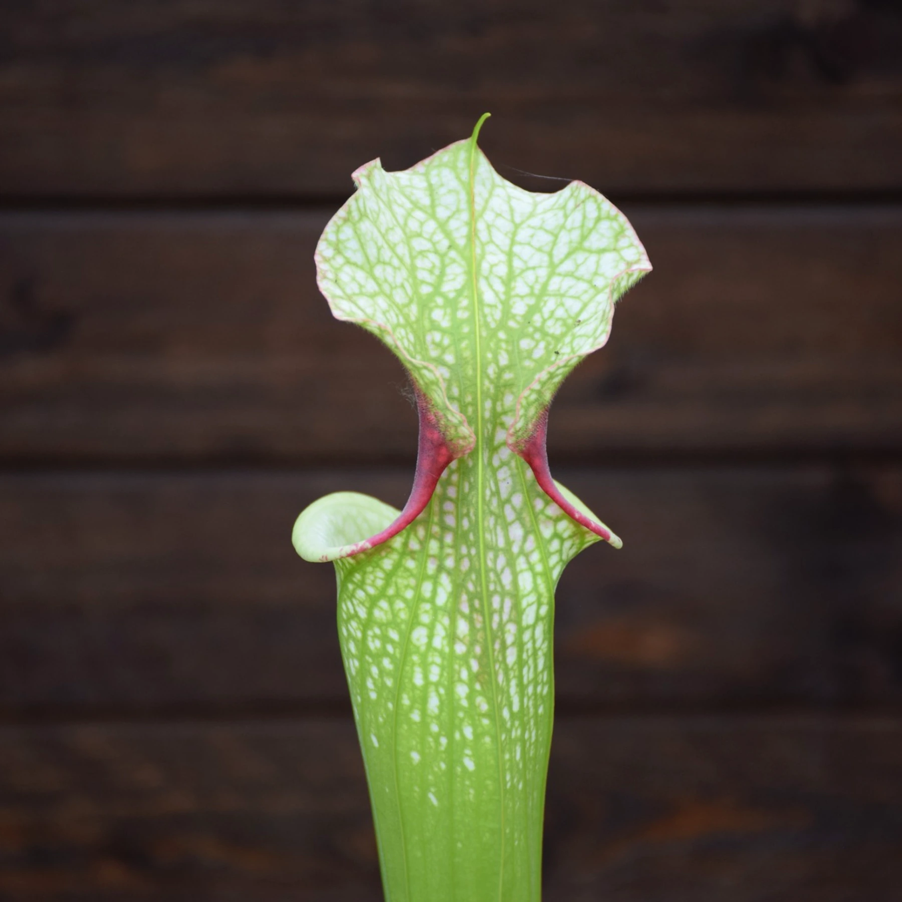 Sarracenia ‘Helen Mary’ x (Leah Wilkerson x ‘ADS’ CL D) Clone 2