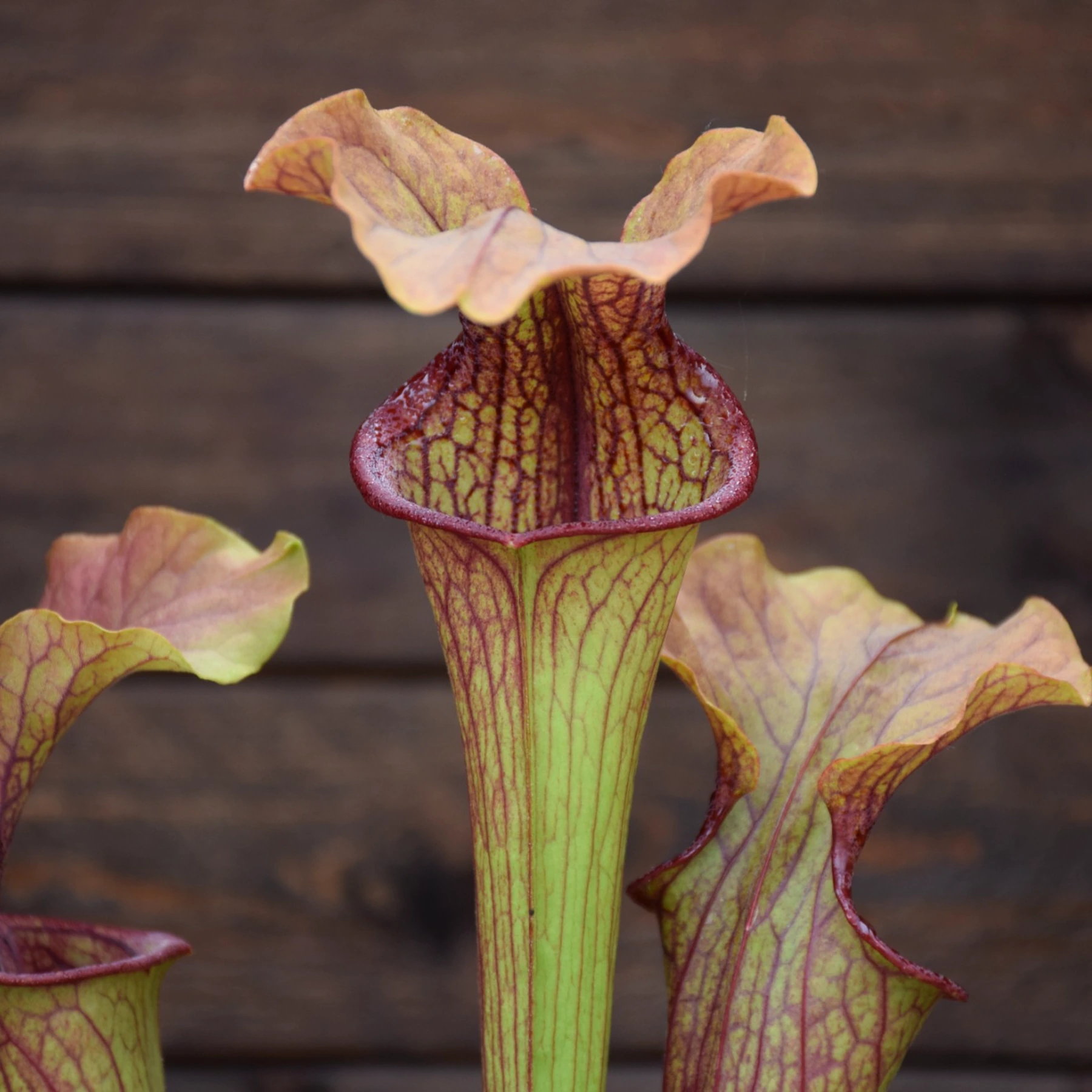 Sarracenia Hybride, Tall Dark Red (insektenfang plants ipX103)