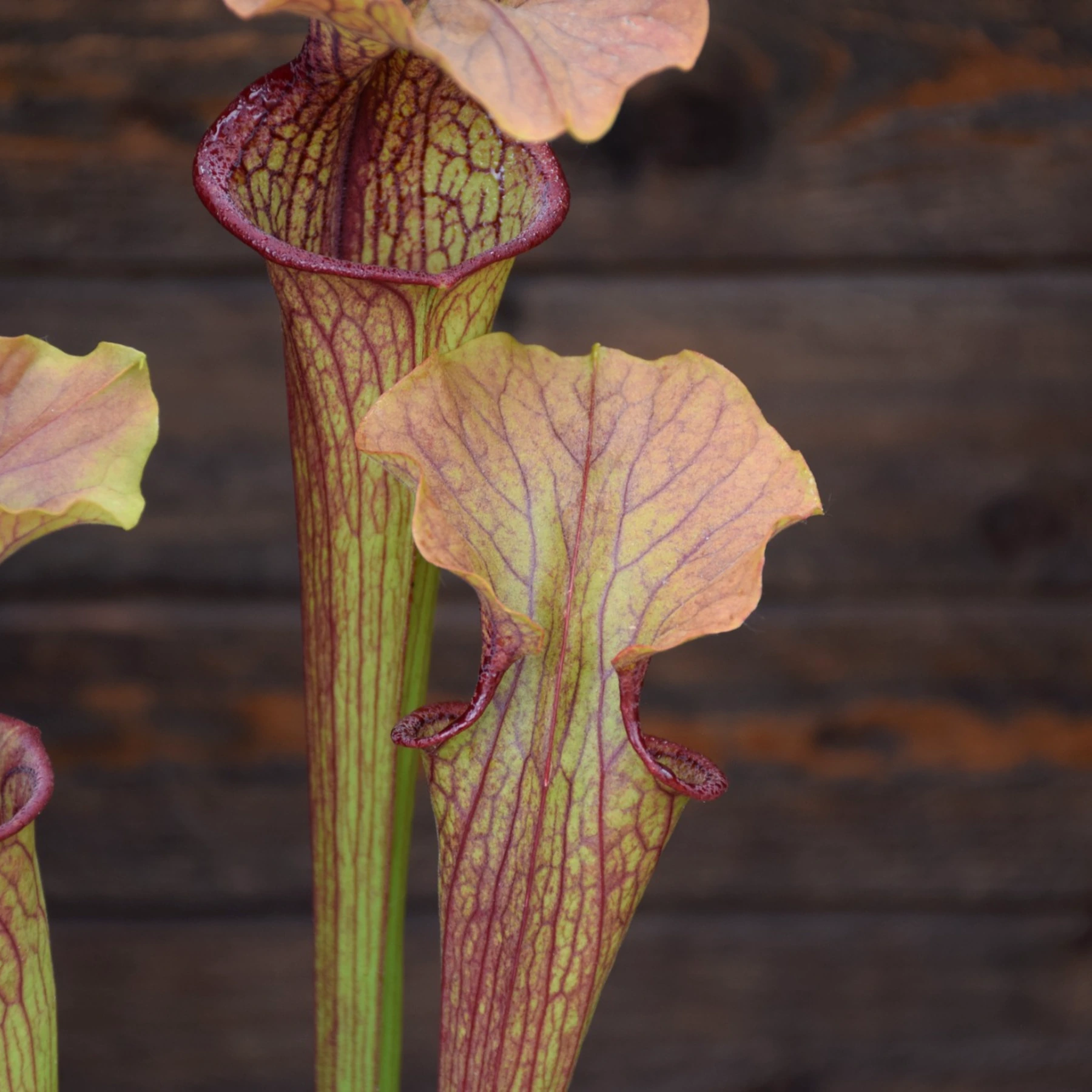 Sarracenia Hybride, Tall Dark Red (insektenfang plants ipX103)