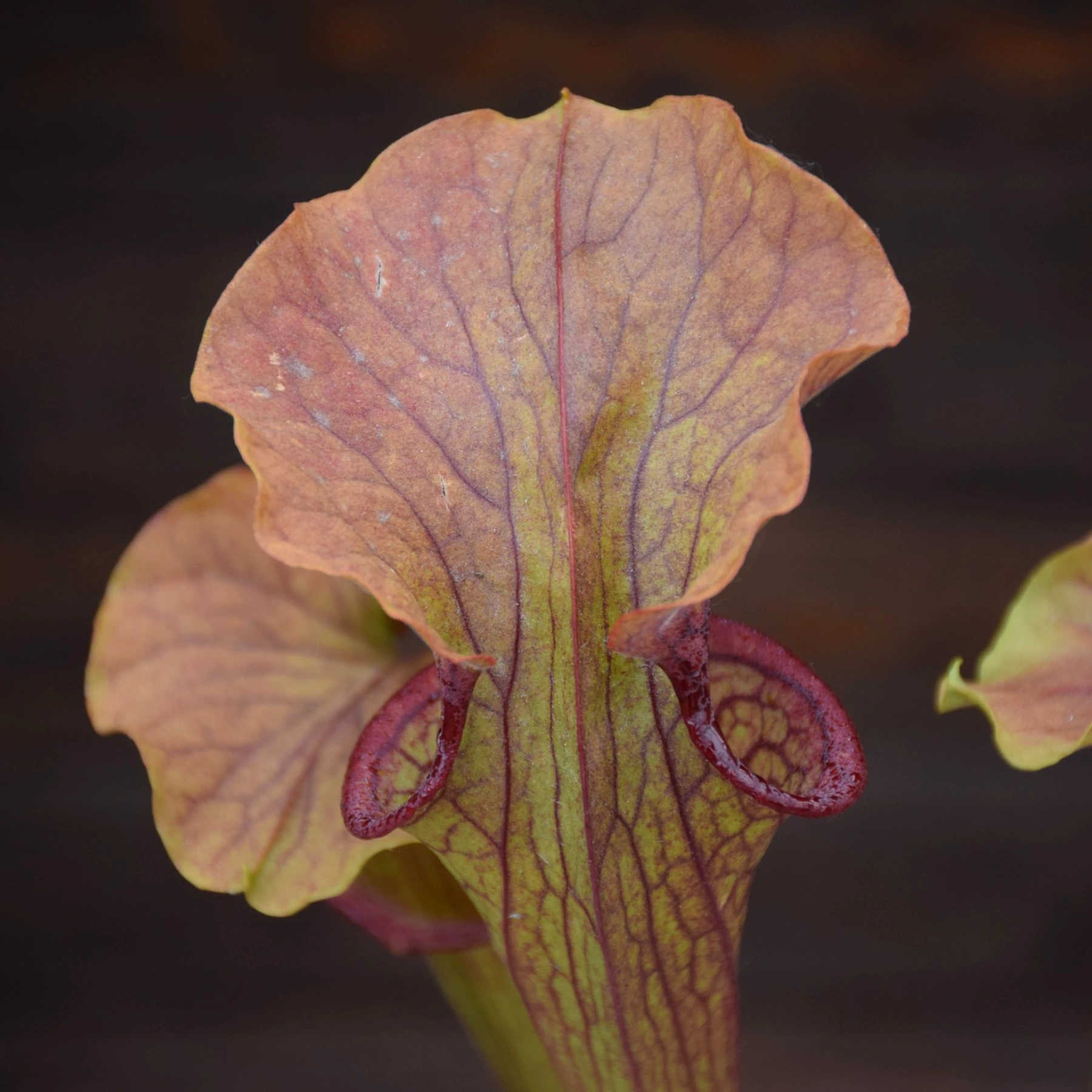 Sarracenia Hybride, Tall Dark Red (insektenfang plants ipX103)