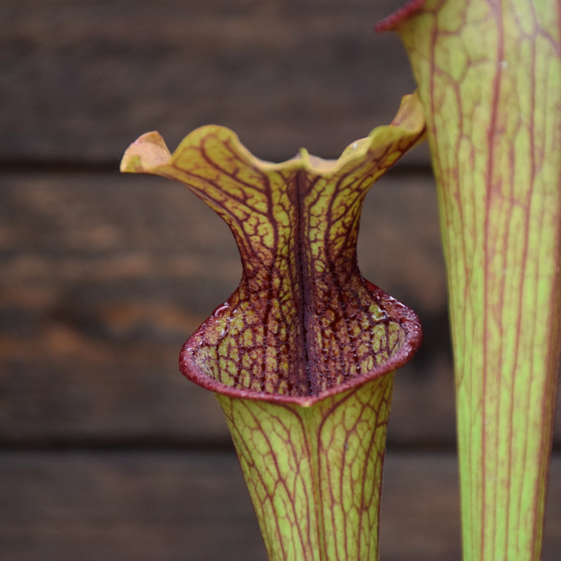 Sarracenia Hybride, Tall Dark Red (insektenfang plants ipX103)