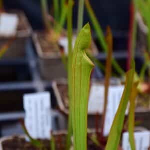 Sarracenia Hybride, Tall dark red (insektenfang plants ipX103)