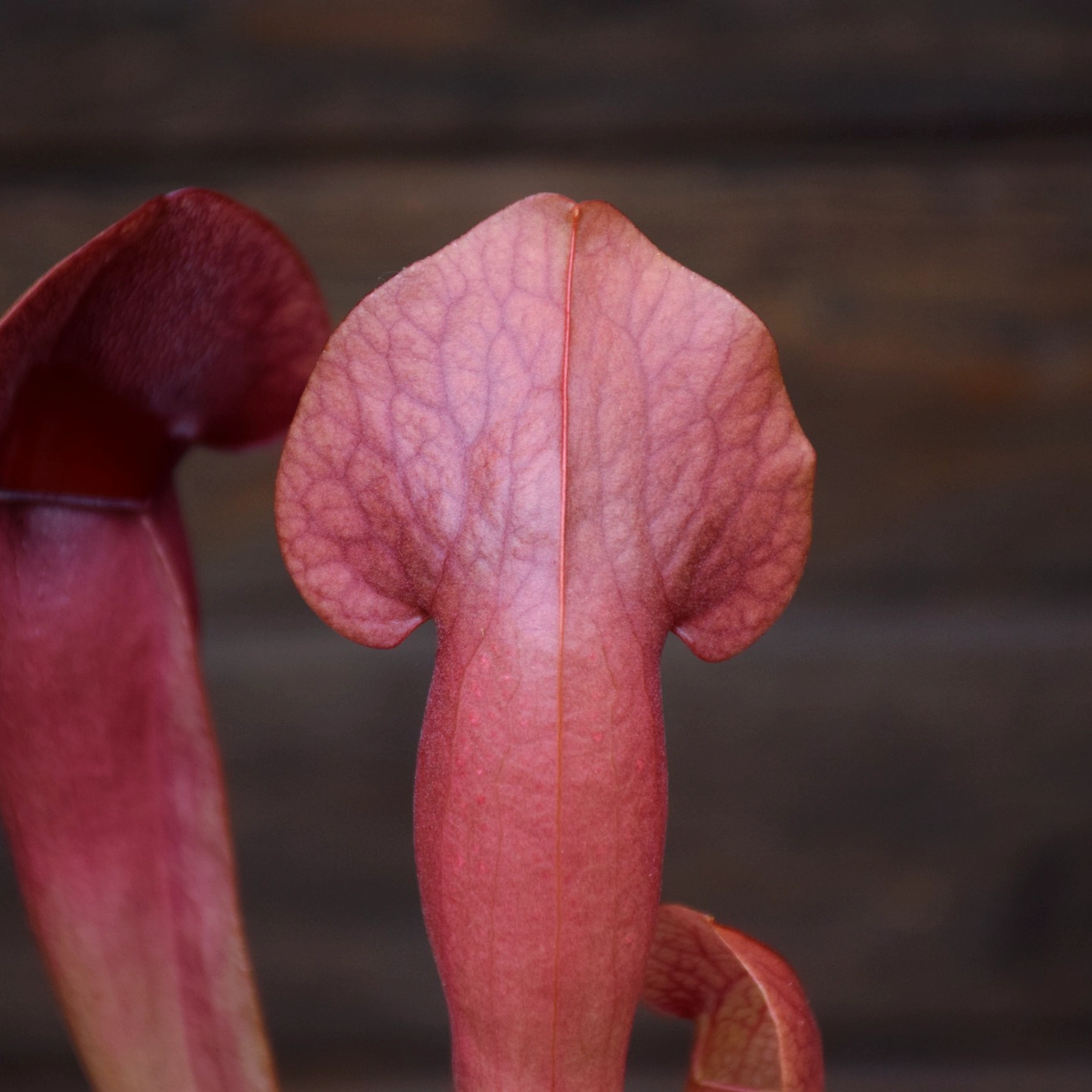 Sarracenia hybride (x catesbaei)