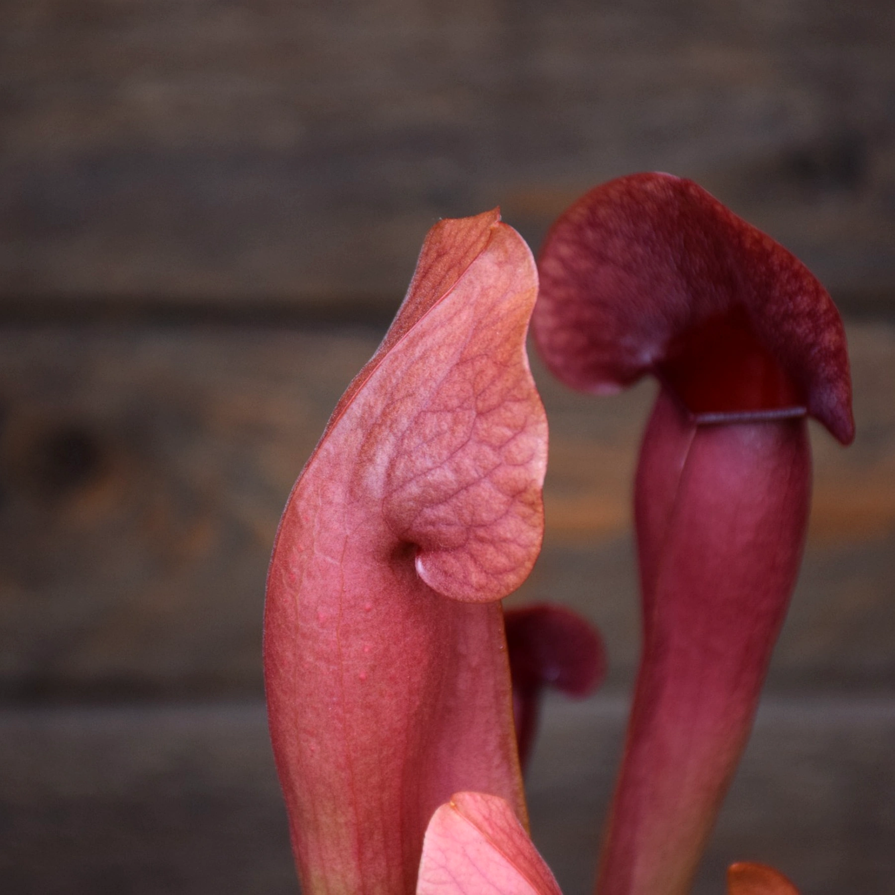 Sarracenia hybride (x catesbaei)