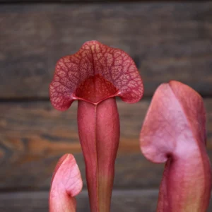 Sarracenia hybride (x catesbaei)