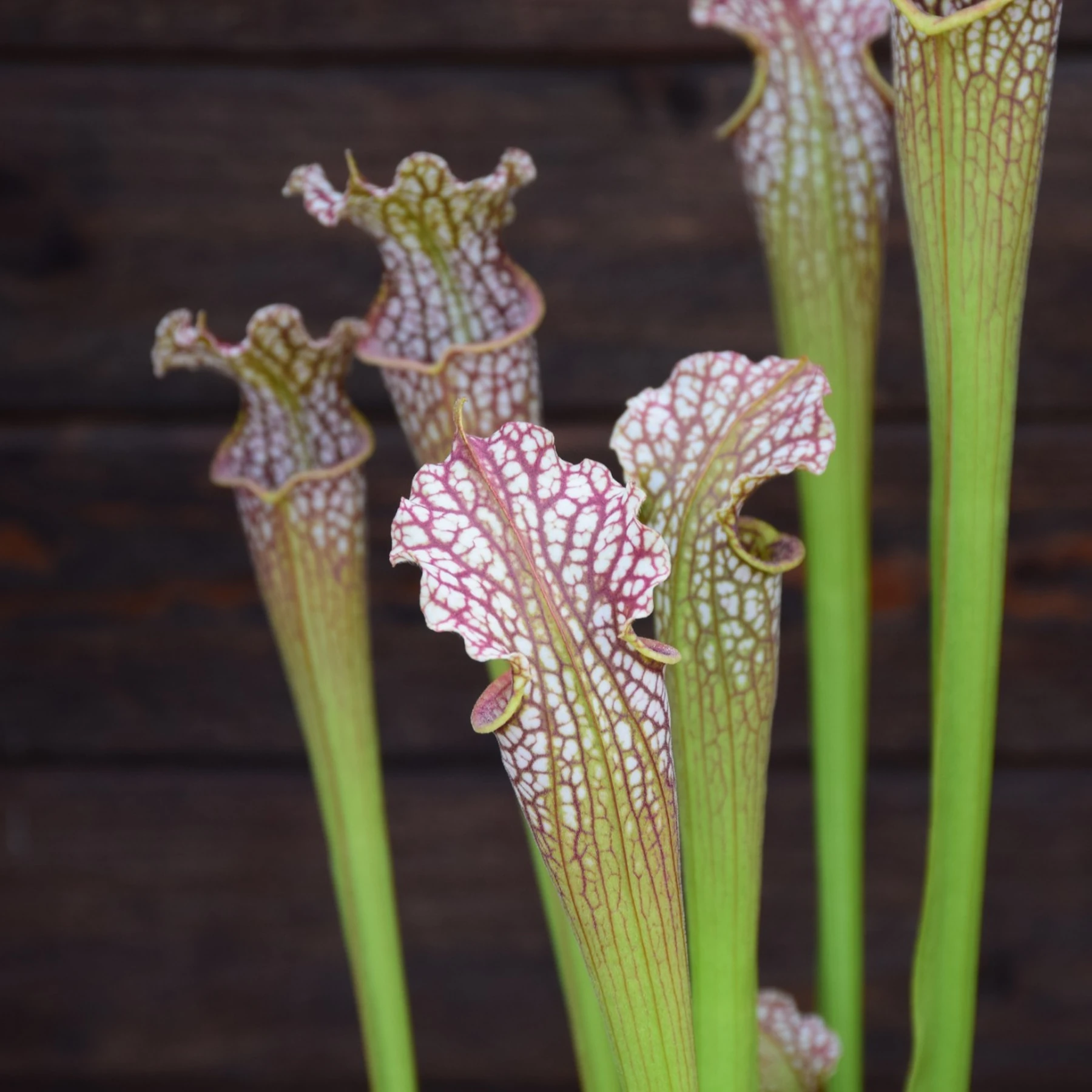 Sarracenia leucophylla L101 MK