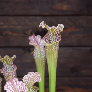 Sarracenia leucophylla L101 MK